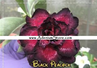 New Adenium \'Black Peacock\' 5 Seeds